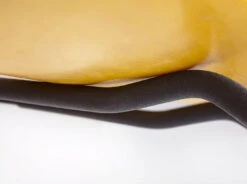 Yakima Showdown 8004081 -Roof Rack Shop httproofracks.sondermarketing.com .aupubmediacatalogproductyayakima showdown 8004081 11